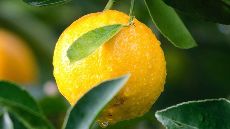上海诊断用生物试剂：揭秘其研发与质量控制**